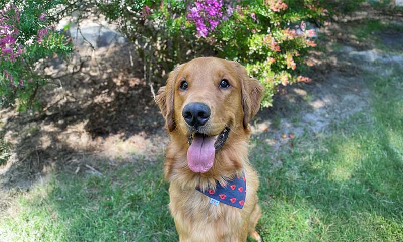 Blood Donor Screening Form