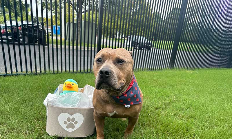 Blood Donor Screening Form