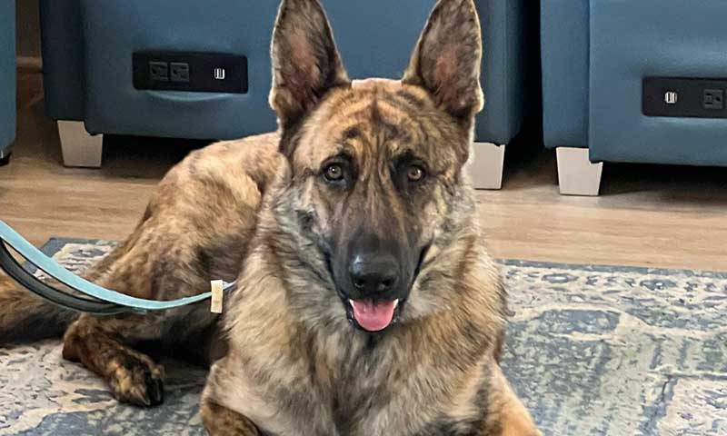 Diagnostics & Imaging Services