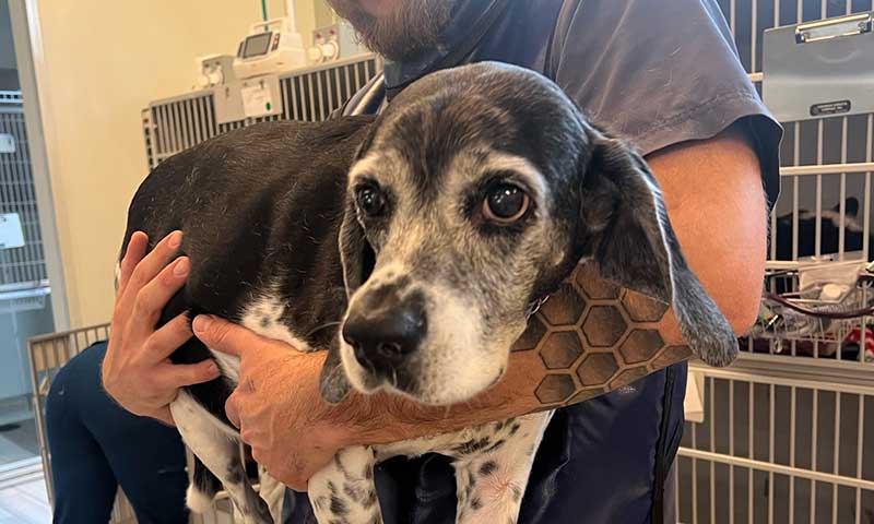 Hospitalization Services