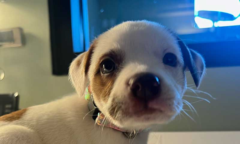 Medical Release Form