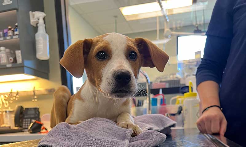 Client Registration Form