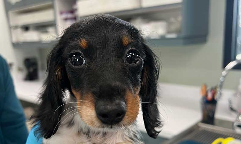 Online Referral Form