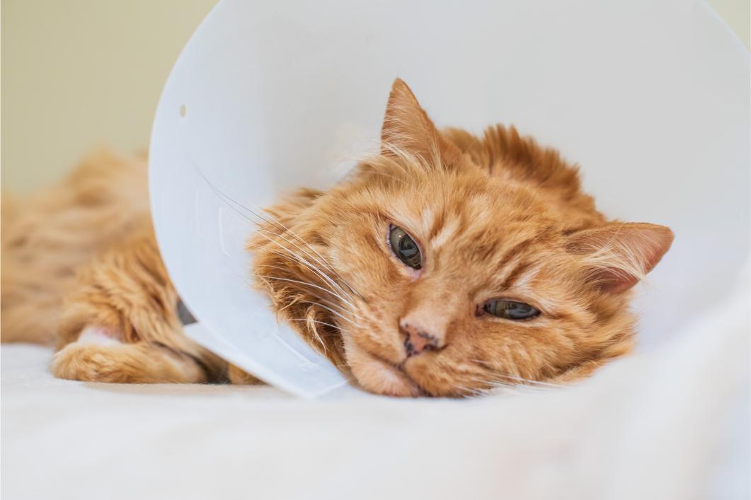 The Difference Between Urgent Care and Emergency Pet Care