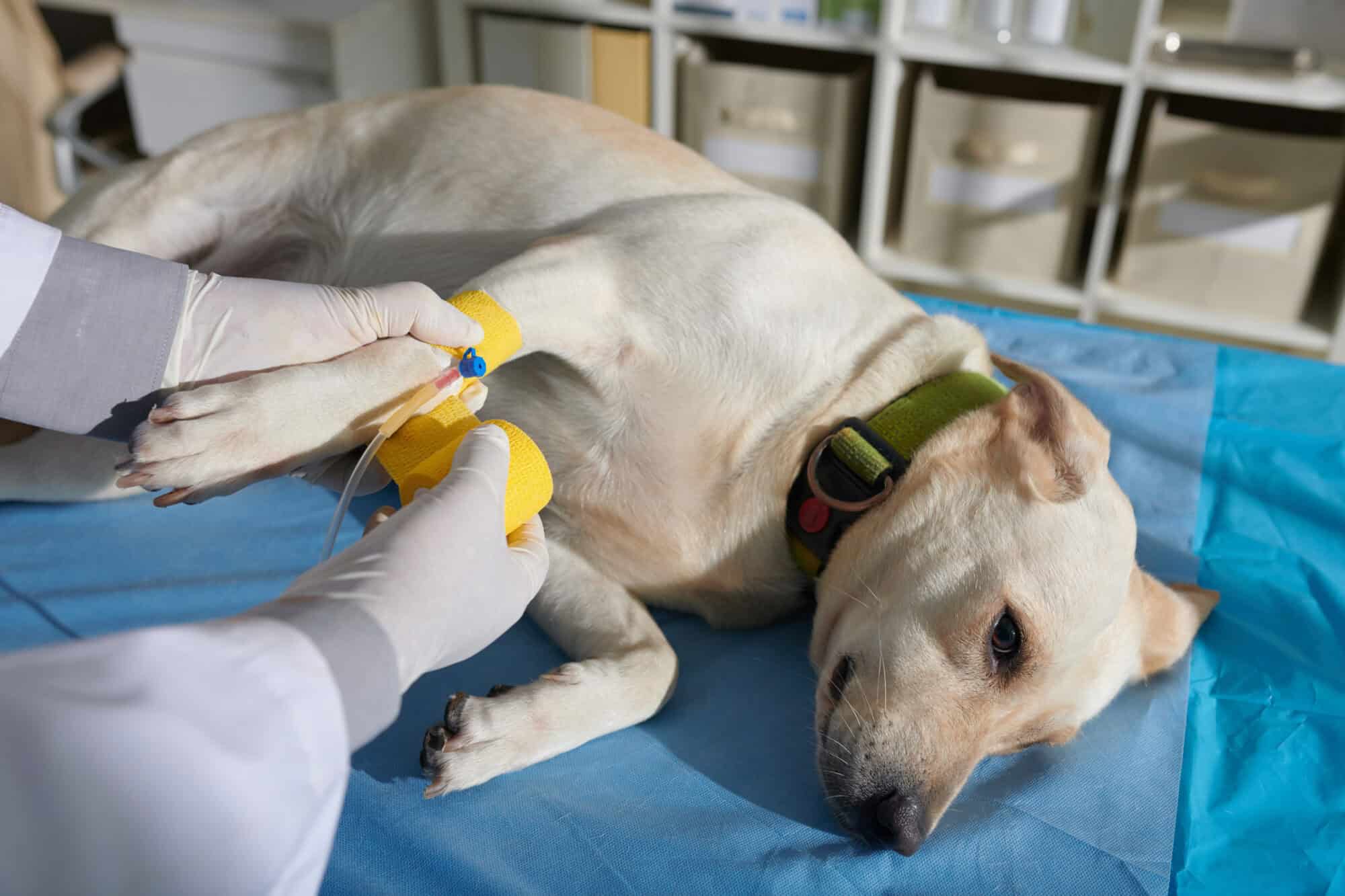 A dog getting emergency care