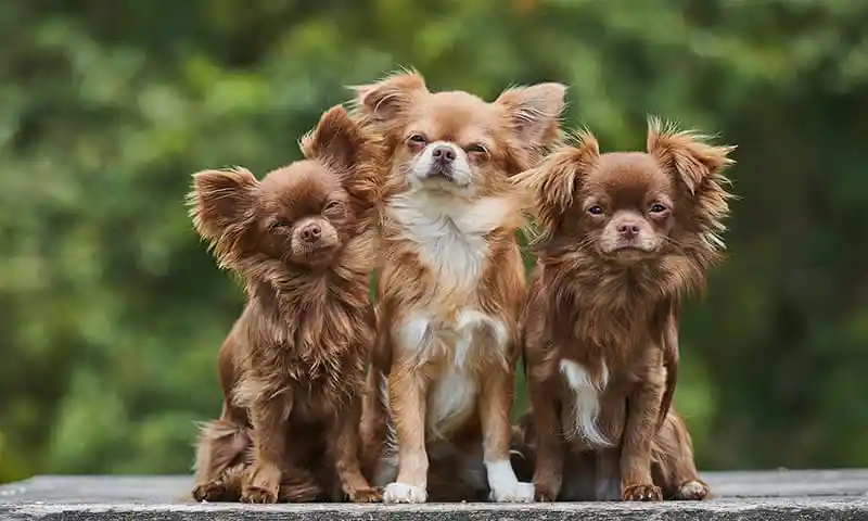 Three dogs Three dogs