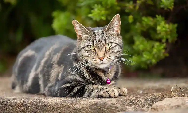 A cat outdoors A cat outdoors