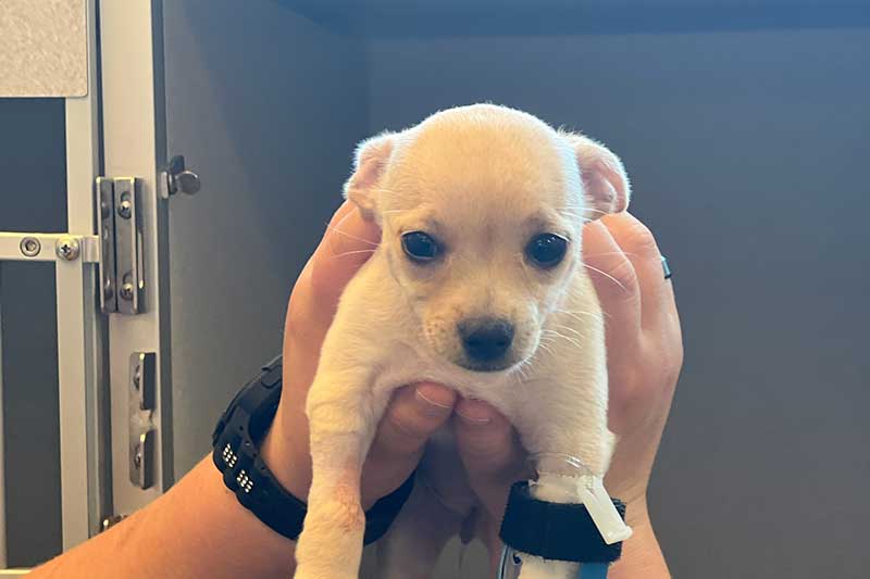 A puppy being held A puppy being held