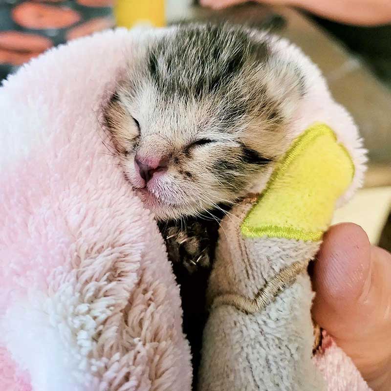 A kitten wrapped in a towel A kitten wrapped in a towel