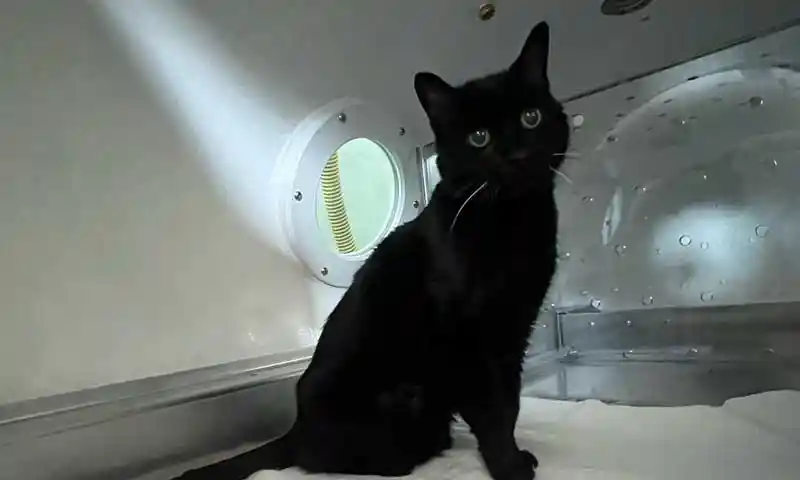 A cat resting inside the hyperbaric oxygen chamber at CARE