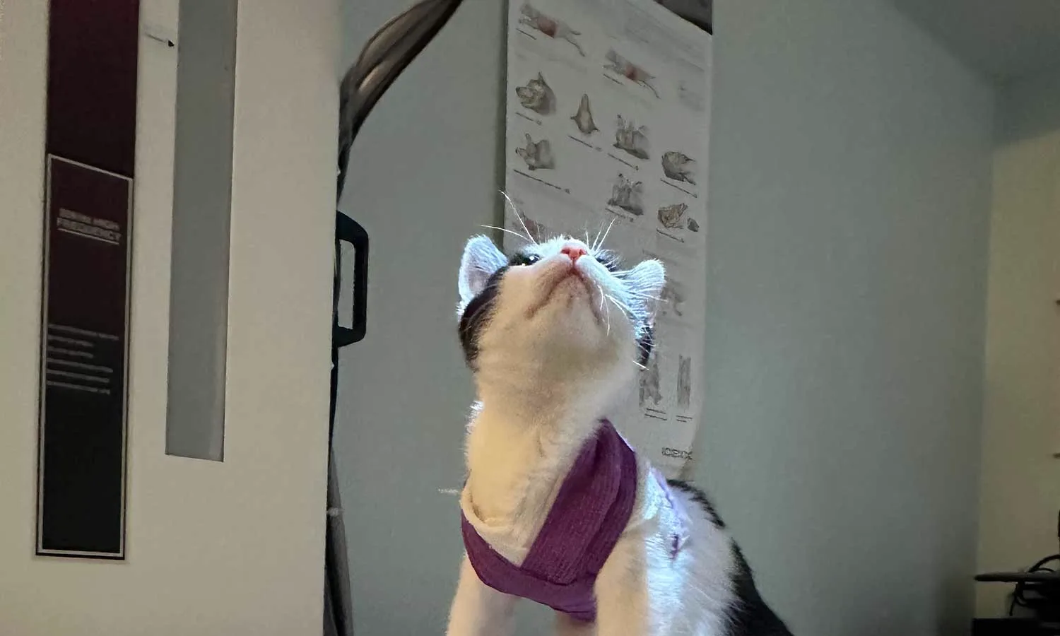 A cat patient in an exam room at CARE in Williamsburg