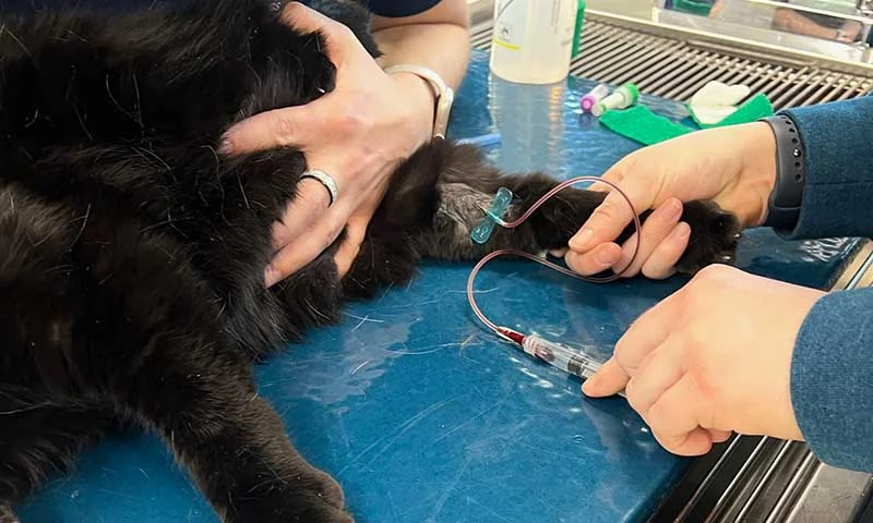 A pet recovering under veterinary care after surgery at CARE